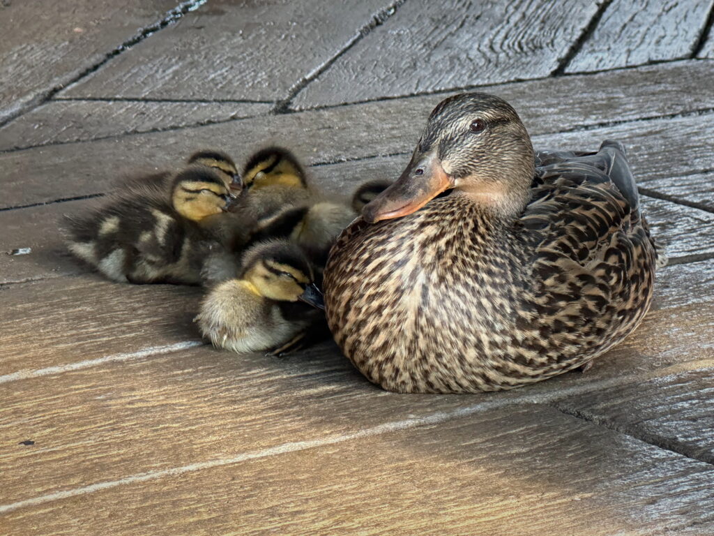 Picture of ducklings with their mother